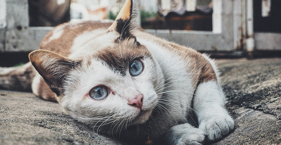 Donate to our Stray FundStray Fund Donate to our Stray Fund