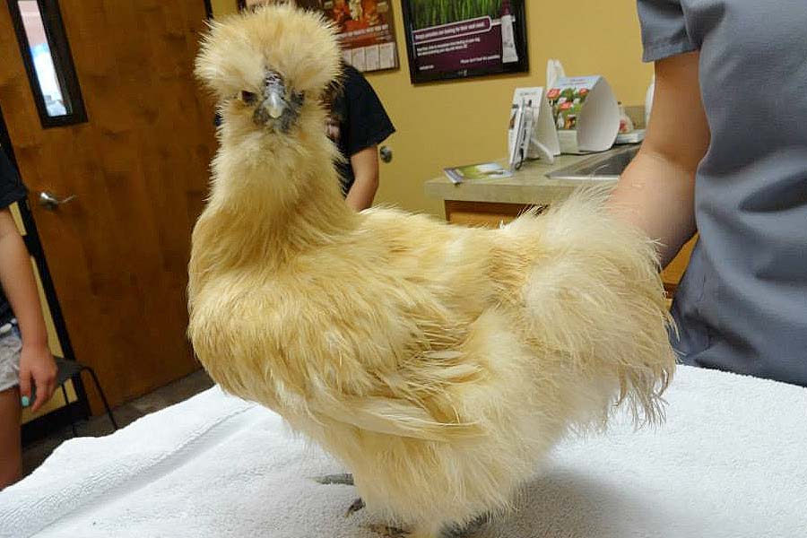 Bantam Chicken at Creature Comforts Animal Hospital