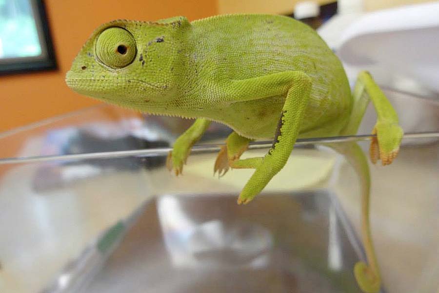 Chameleon at Creature Comforts Animal Hospital