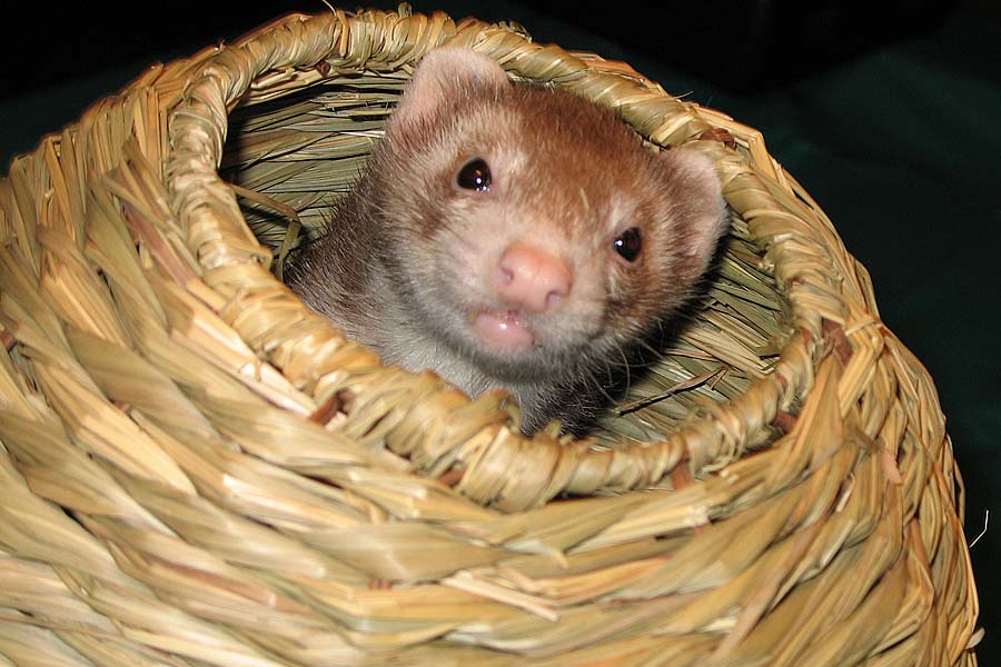 Ferret at Creature Comforts Animal Hospital