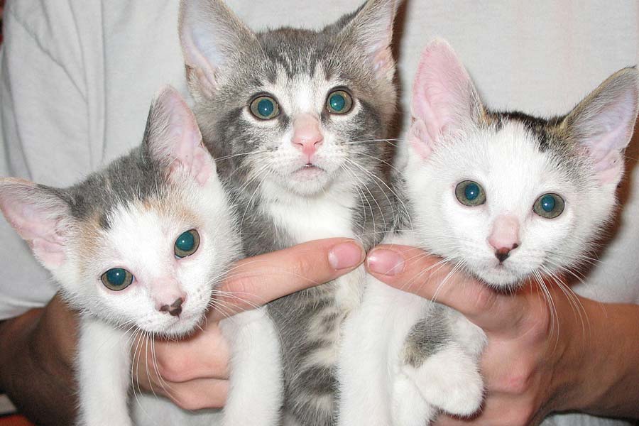Kittens at Creature Comforts Animal Hospital