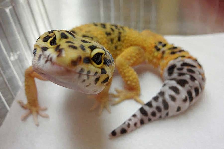 Leopard Gecko at Creature Comforts Animal Hospital
