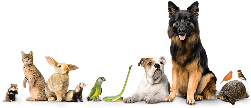 Creature Comforts Animal Hospital Pets