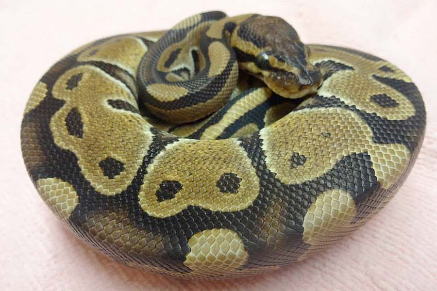 Python at Creature Comforts Animal Hospital