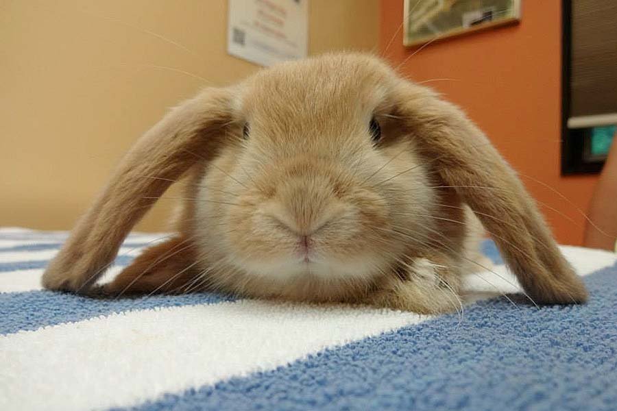 Rabbit at Creature Comforts Animal Hospital