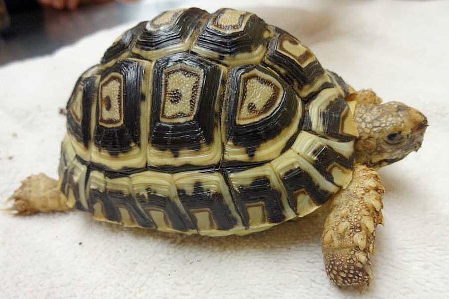 Tortoise at Creature Comforts Animal Hospital