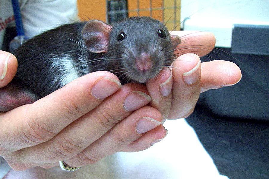 Dumbo Rat at Creature Comforts Animal Hospital