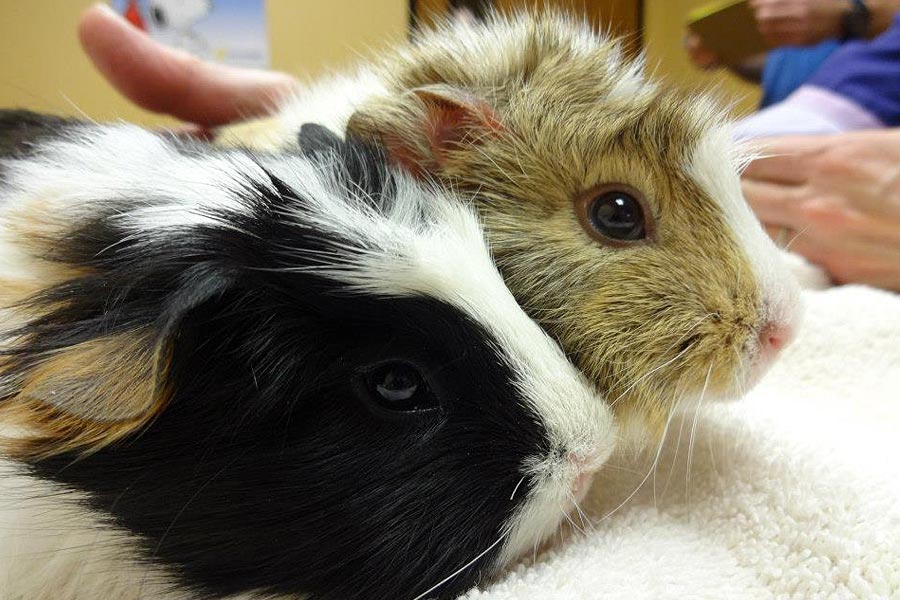 Guinea Pigs at Creature Comforts Animal Hospital