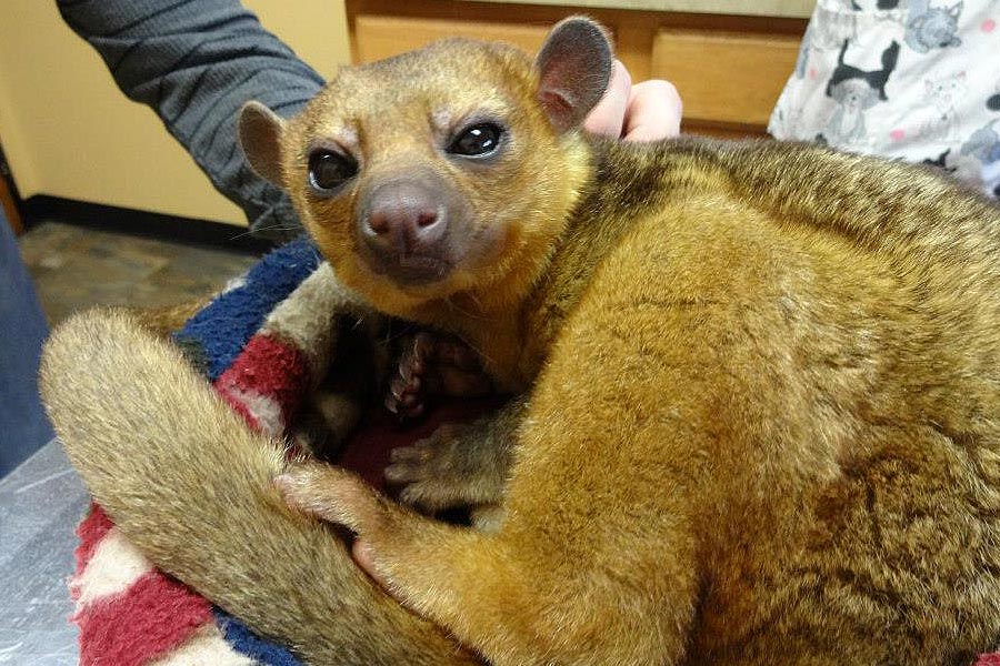 Kinkajou at Creature Comforts Animal Hospital