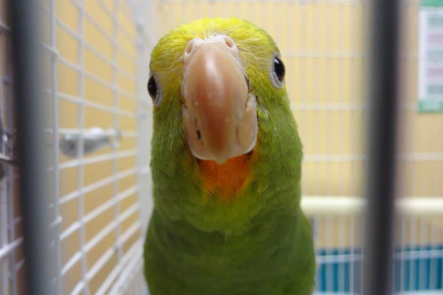 Love Bird at Creature Comforts Animal Hospital