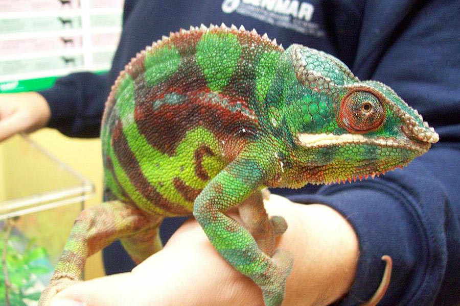 Panther Chameleon at Creature Comforts Animal Hospital
